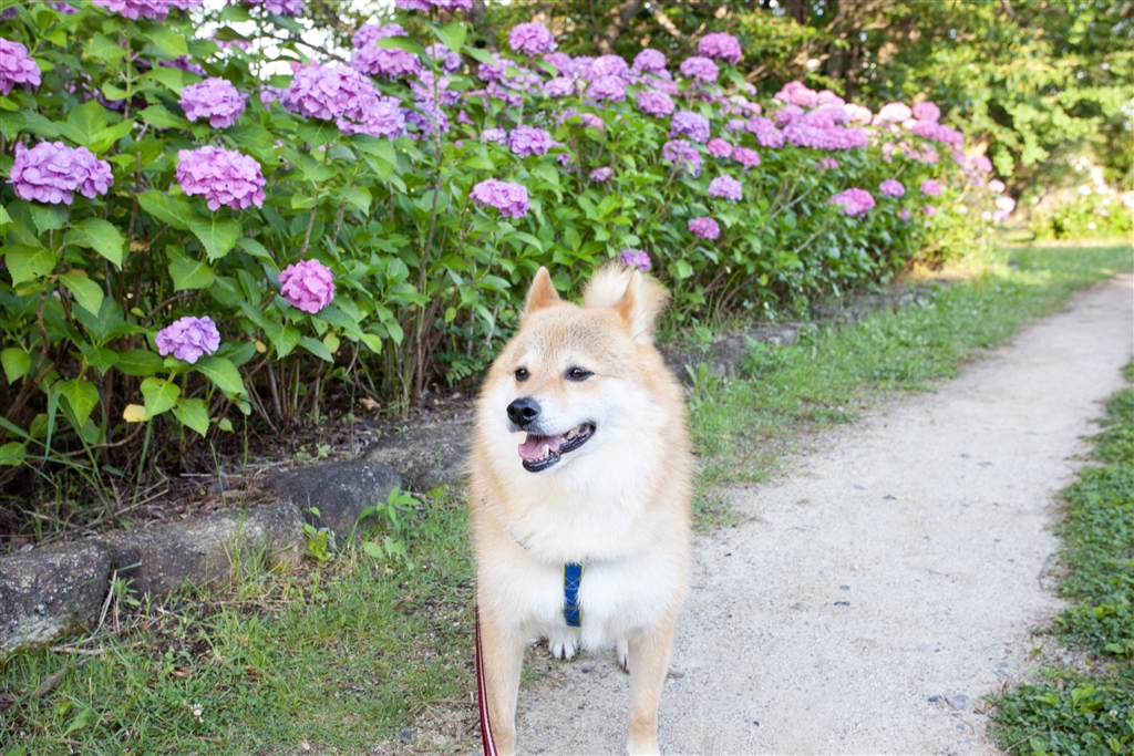 SIGMA - ちゃんぽんさん専用17-50mm F2.8 EX DC OS Canon用の+