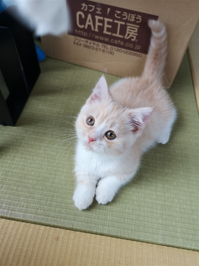 価格 Com セミコビー マンチカン りんこでらっくすさんのレビュー 評価投稿画像 写真 めちゃくちゃ可愛い