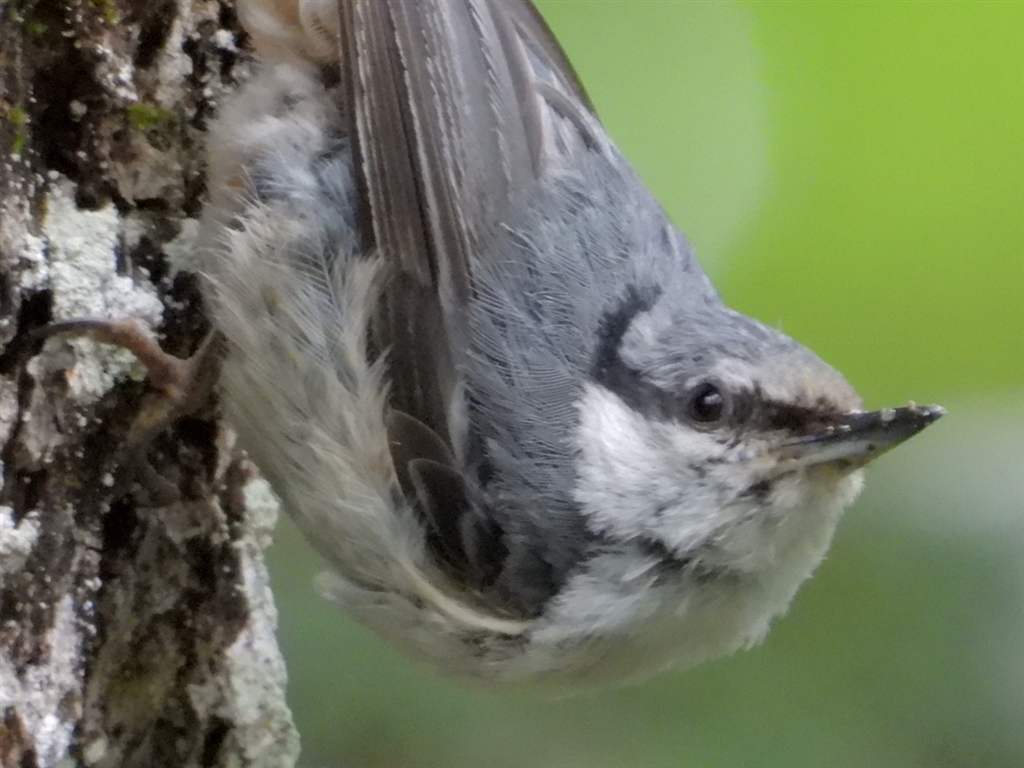 プロ級撮影OK✨Nikon COOLPIX P1000 125倍ズーム 野鳥 月 Nikon COOLPIX P1000 125倍ズーム 野鳥 月 プロ級撮影OK