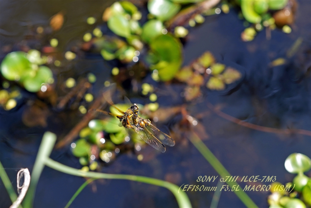 価格.com - 『ヨツボシトンボ』CANON EF180mm F3.5L マクロ USM ちゃー
