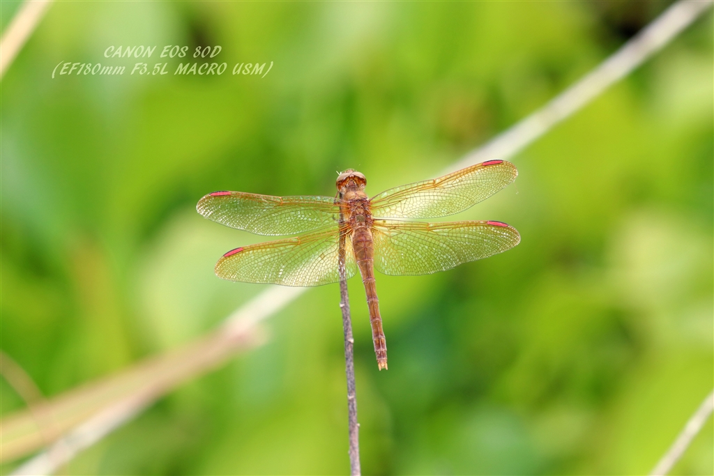 価格.com - 『オオキトンボ』CANON EF180mm F3.5L マクロ USM