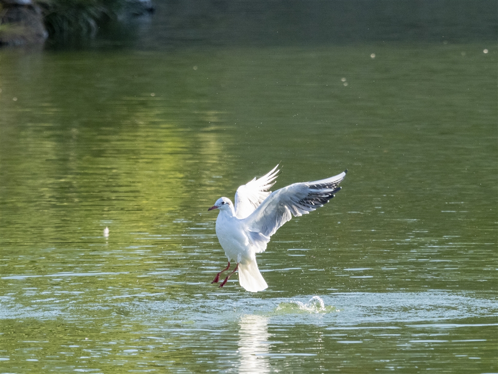 m-zuiko-digital-2x-teleconverter-mc-20