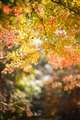 �^������SP70-200F2.8�@�}�E���g�A�_�v�^�[���p