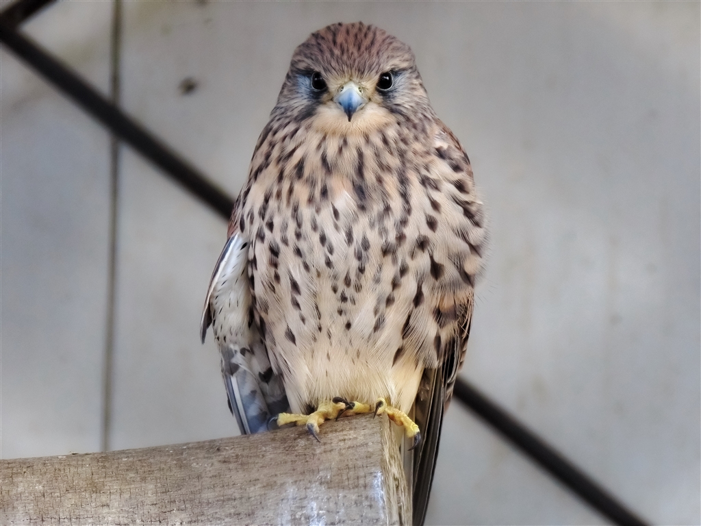 価格 Com チョウゲンボウ 飼育個体 Canon Powershot Sx70 Hs Windy Boyさんのレビュー 評価投稿画像 写真 レビューと言うより要望 再レビュー