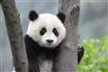 5　臥龍大熊猫基地　赤ちゃんパンダ