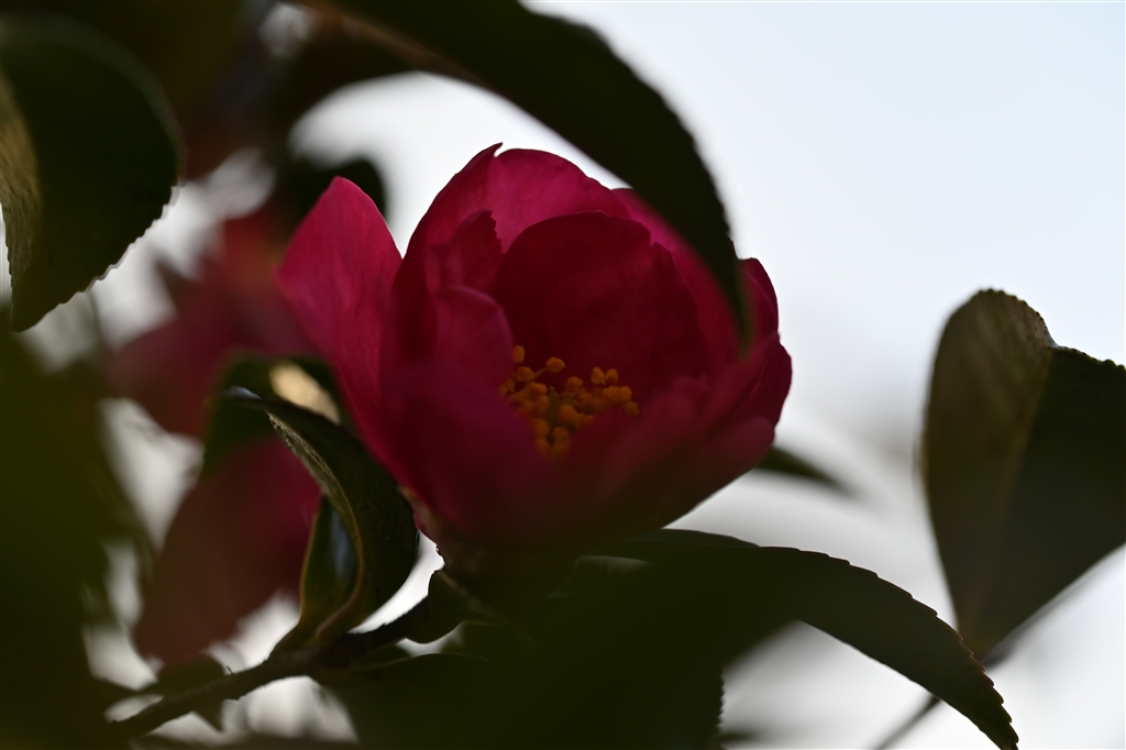 価格 Com 山茶花ちょっとピンボケ ニコン D780 ボディ Koujiijiさんのレビュー 評価投稿画像 写真 令和新鮮ニコン