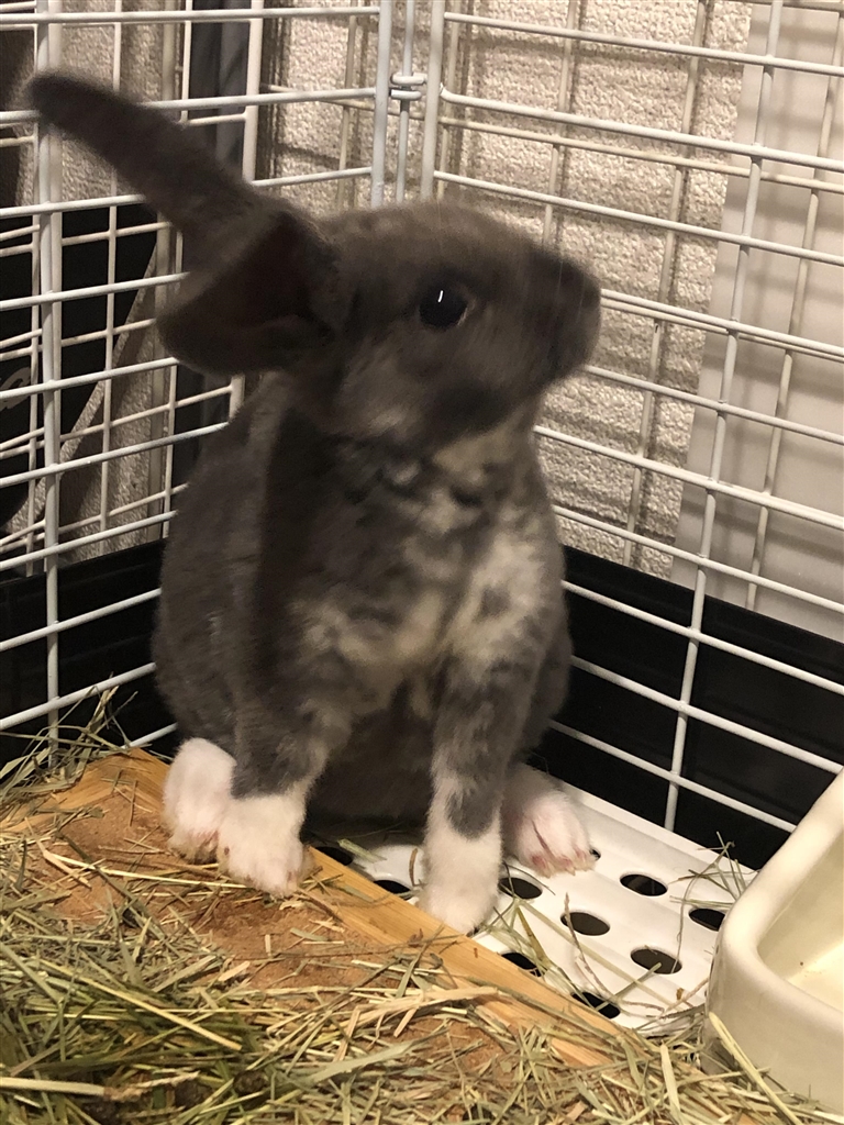 価格 Com ウサギ ミニレッキス うさぎのれむさんのレビュー 評価投稿画像 写真 ミニレッキス