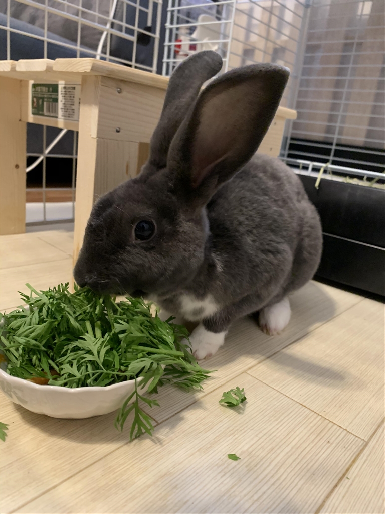 価格 Com ウサギ ミニレッキス うさぎのれむさんのレビュー 評価投稿画像 写真 ミニレッキス