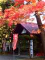 札幌護国神社の紅葉