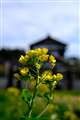 田舎の散歩道 菜の花