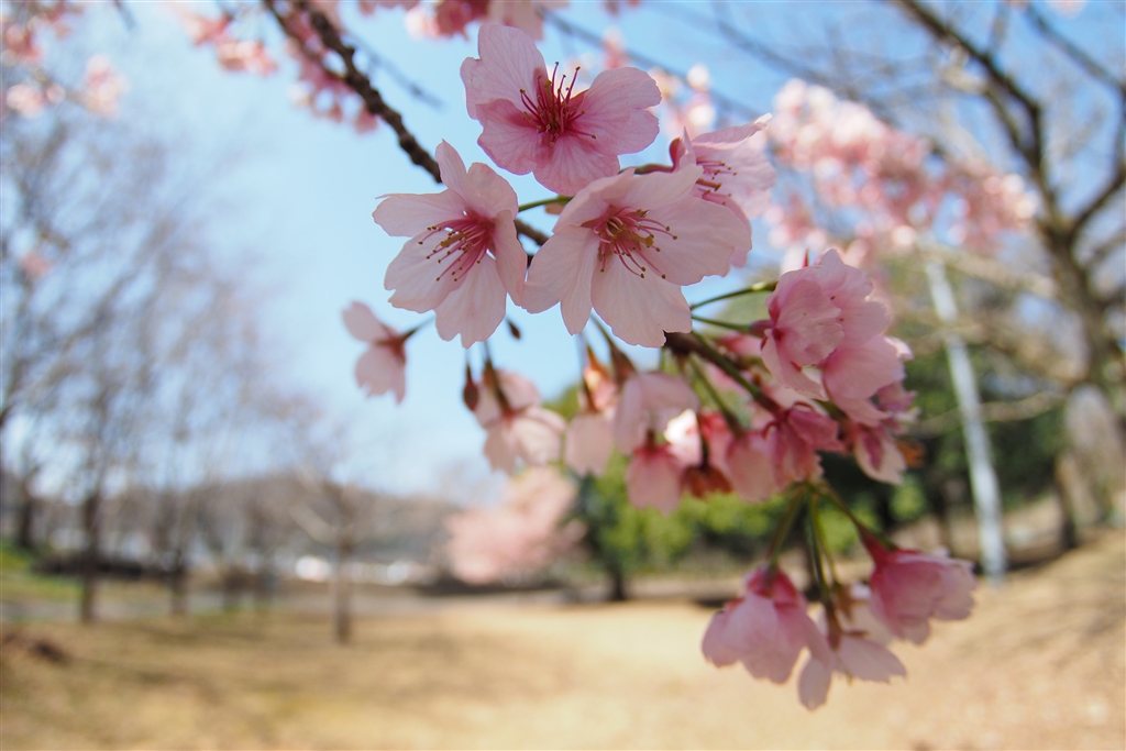 価格.com - 『光源と露出次第でヌケの良さも』七工匠 7Artisans 7.5mm F2.8 Fish-eye II 75M43B2