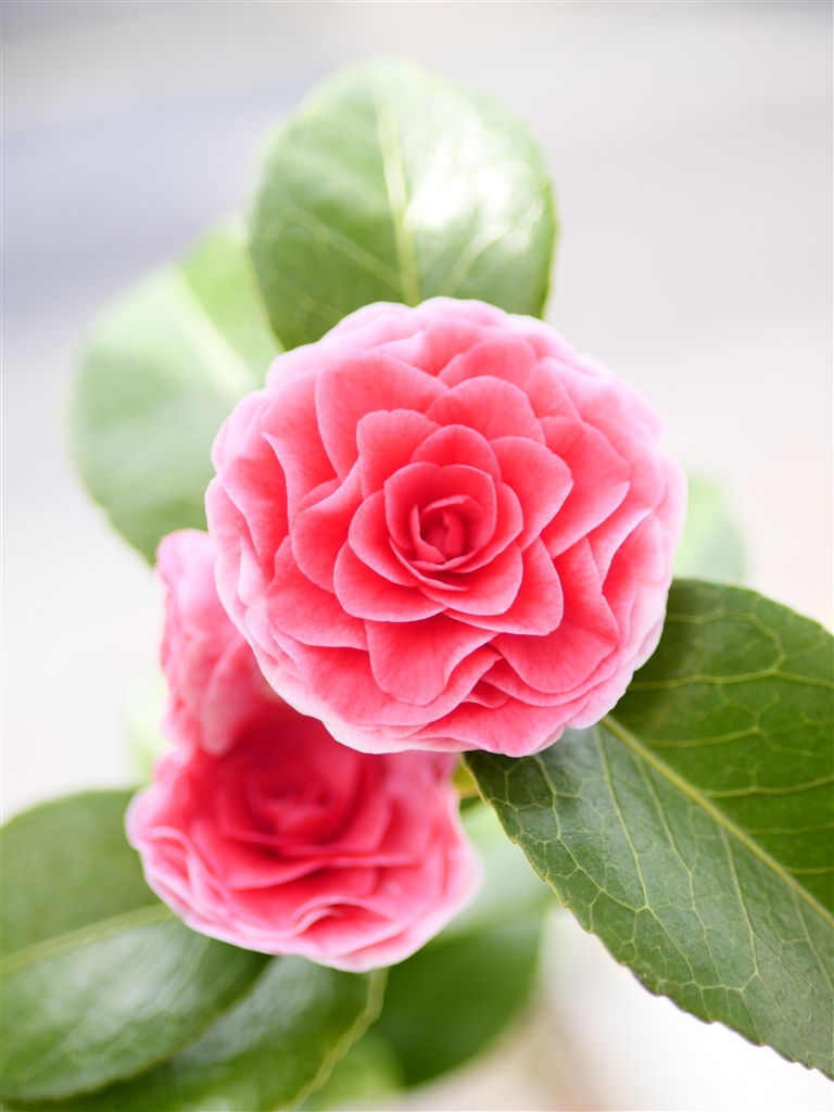 銘花 ヒライHirai 椿 鉢底約100cm B 椿園オンラインショップ / 緋縮緬