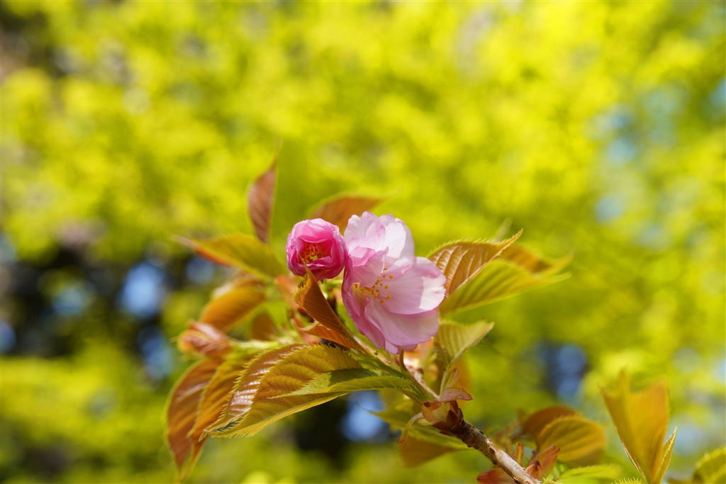 TAMRON - ゆり様専用 TAMRON レンズ キヤノン用SP45F1.8DIの+spbgp44.ru