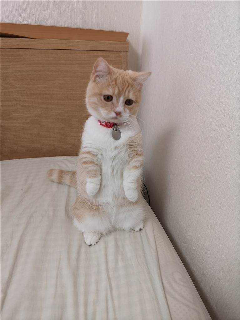 価格 Com セミコビー マンチカン りんこでらっくすさんのレビュー 評価投稿画像 写真 めちゃくちゃ可愛い