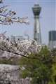 写真６：RF24-105mm F4L USMで撮影した、桜の写真（大阪・天王寺公園）