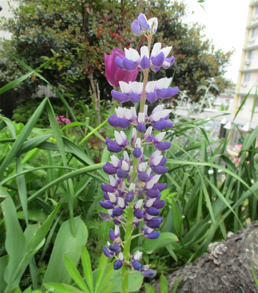 価格.com - CANON IXY 200 [レッド] yoneakiさんのレビュー・評価投稿