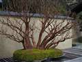 落葉した盆栽（PEN-F）、昭和記念公園盆栽園