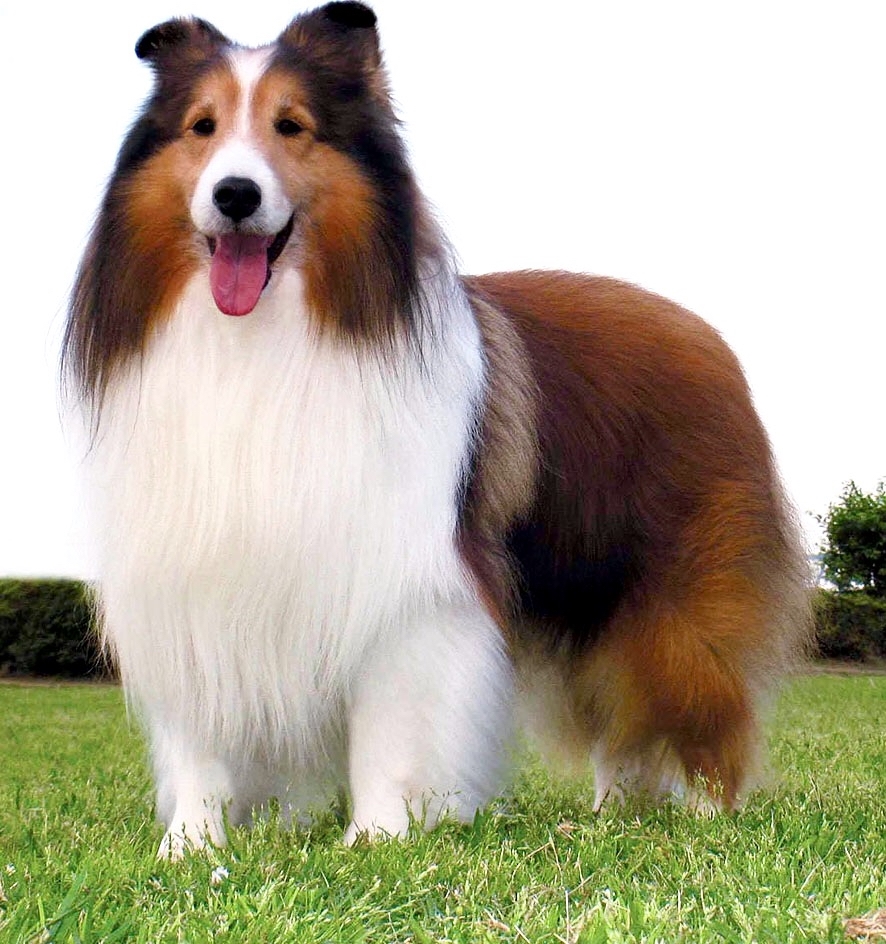 価格 Com 中型犬 シェットランド シープドッグ シェルティ Samkunkunさんのレビュー 評価投稿画像 写真 大型犬と小型犬の長所を併せ持った犬種
