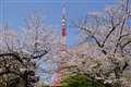 東京タワー　桜