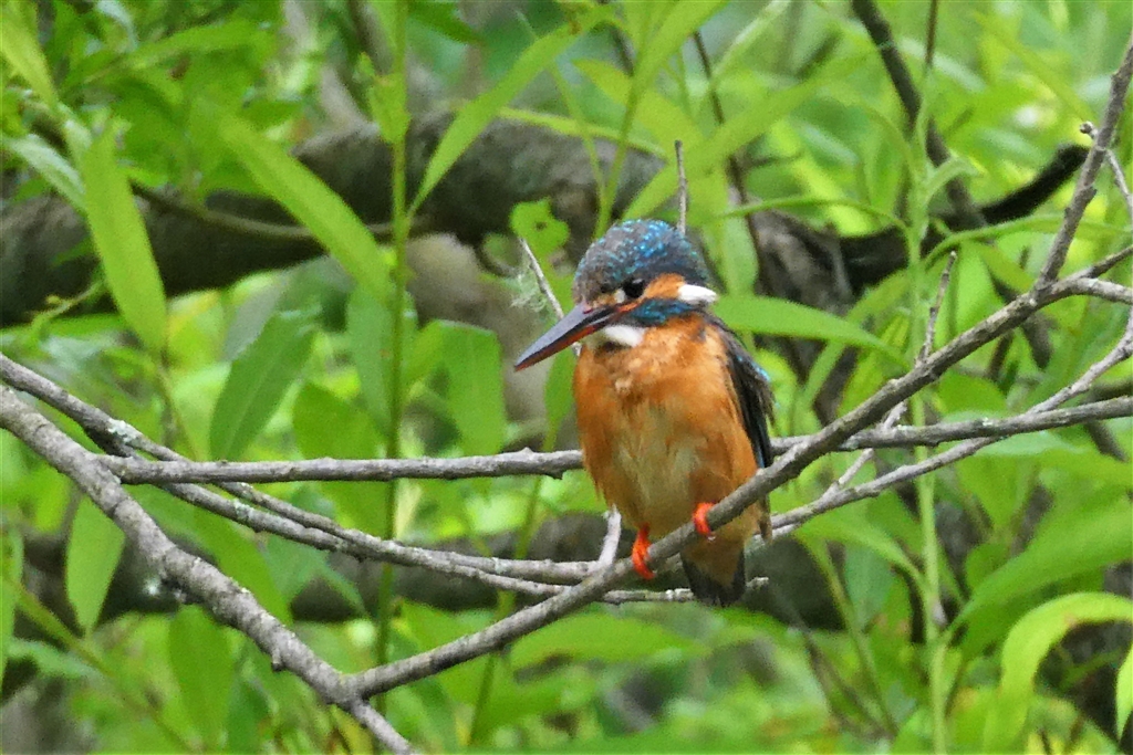 価格.com - 『カワセミ』パナソニック LUMIX DC-TZ95-K [ブラック