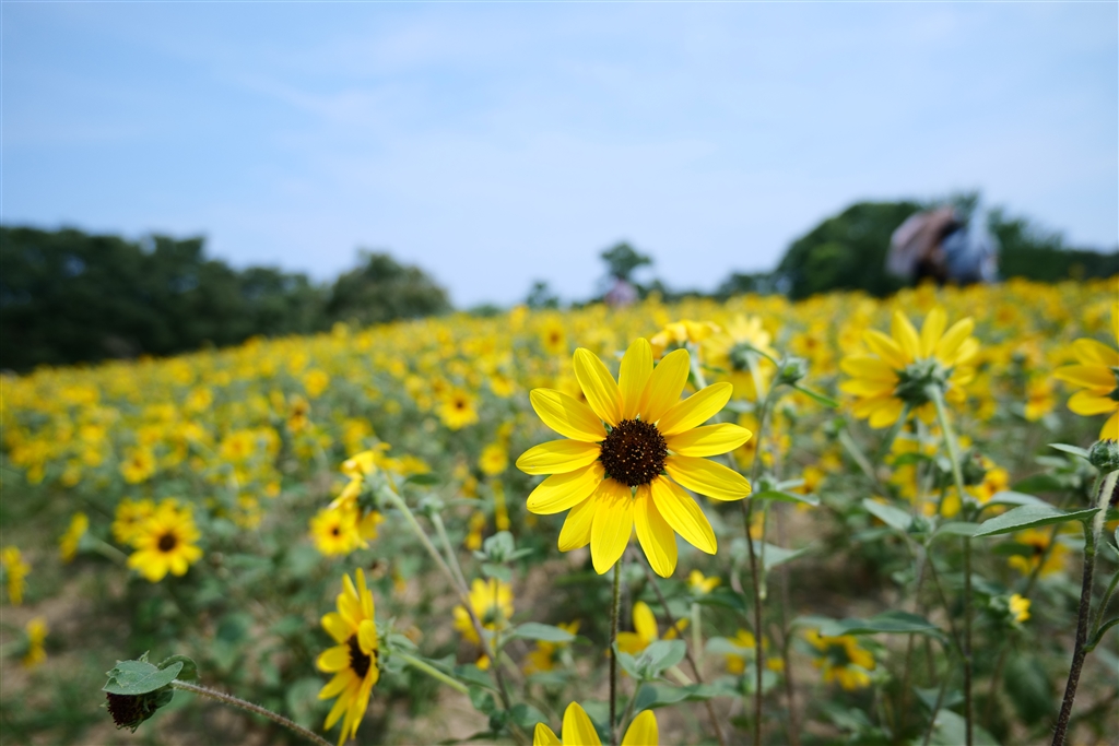 価格 Com ワイ端mmなので広く写せます パナソニック Lumix S 60mm F3 5 5 6 S R60 ふにふらさんのレビュー 評価投稿画像 写真 レビューが無く寂しいので初レビューします