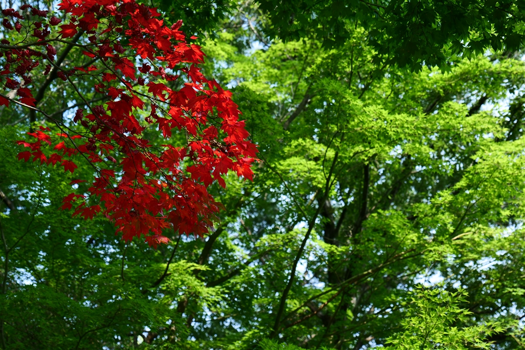価格 Com もう紅葉になってる パナソニック Lumix S 60mm F3 5 5 6 S R60 ふにふらさん のレビュー 評価投稿画像 写真 レビューが無く寂しいので初レビューします