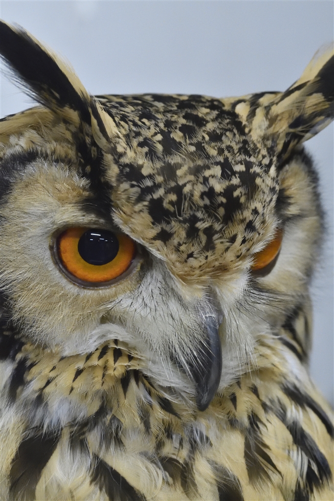 Pentax Q7 Review Youtube