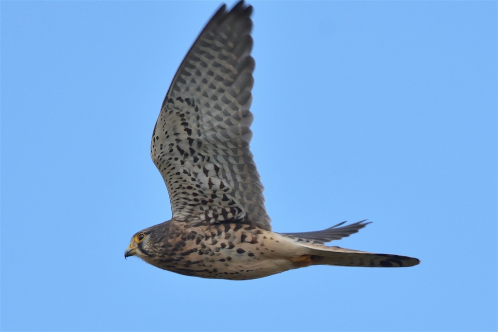 ニコン D500 野鳥撮影 ブログ