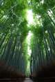 20mm　京都嵐山　竹林の小径