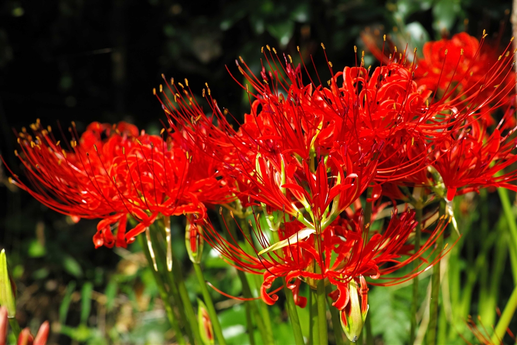 価格.com - シグマ SIGMA DP3 Merrill nboxたろべーさんのレビュー