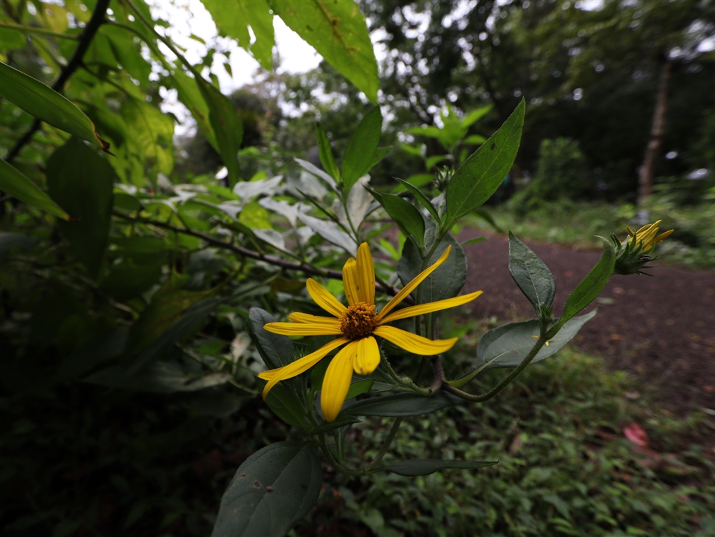 Canon 超広角ズームレンズ EF-S10-22mm F3.5-4.5 USM APS-C対応