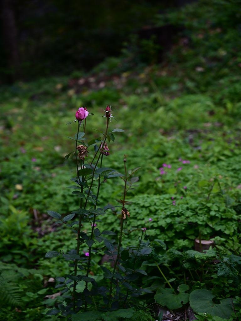 価格 Com 70ｍｍ F4 ビビット 0 7ev ニコン Z 6ii ボディ Marukunn さんのレビュー 評価投稿画像 写真 念願の縦位置グリップ