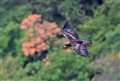 CkV̔ā@600mm F4  eRx1.4