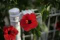 CONTAX Planar 50mm f1.4