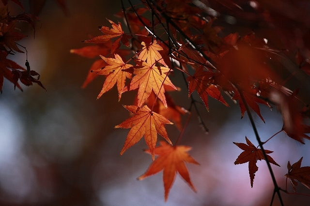 価格.com - 『5D2の作例』CANON EOS 5D Mark IV ボディ bottibottiさん