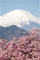 富士山と河津桜（JPEG撮って出し）