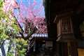 奈良町の古民家にて満開の紅梅