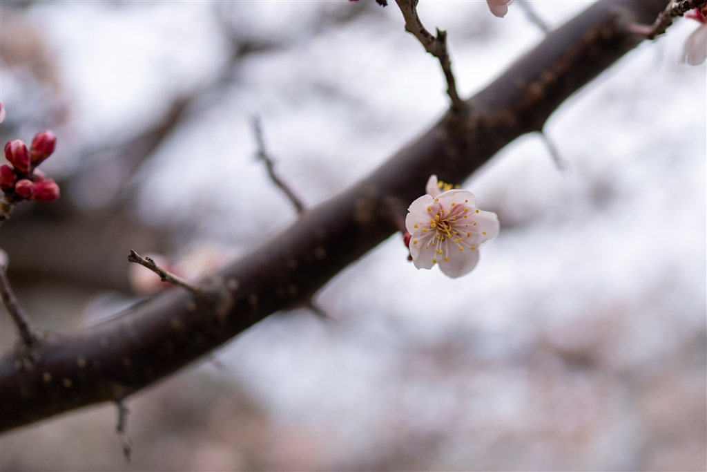 価格 Com ピントはめしべの先端部分 Sony Fe 24mm F1 4 Gm Sel24f14gm Rt12さんのレビュー 評価投稿画像 写真 人生初gmがこのレンズでよかった