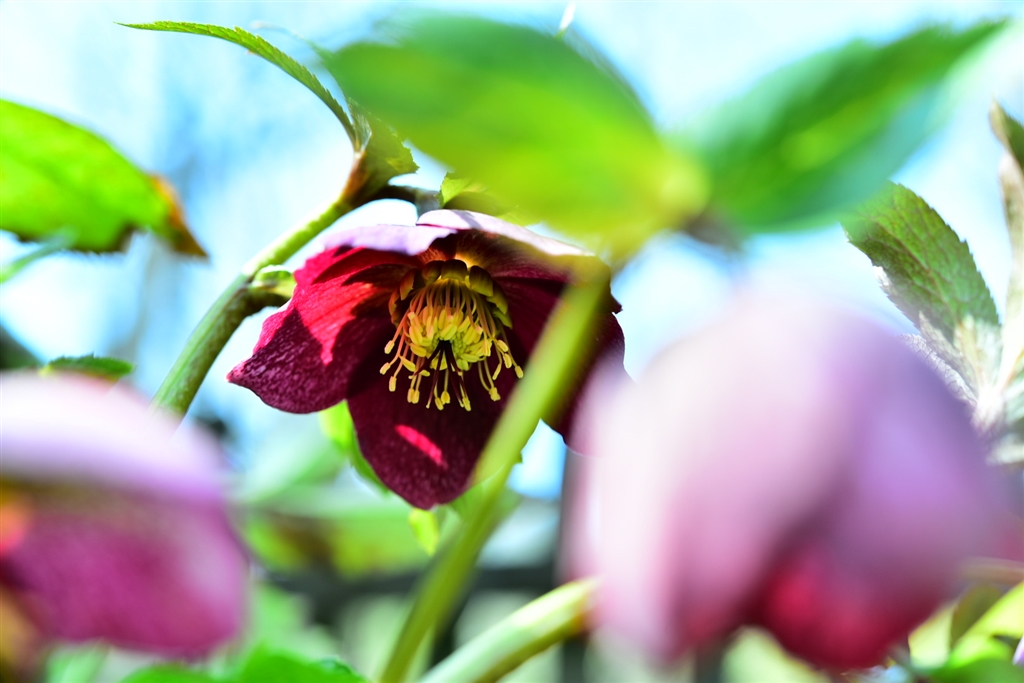  af s micro nikkor 60mm f 2 8g ed jimmy1227 