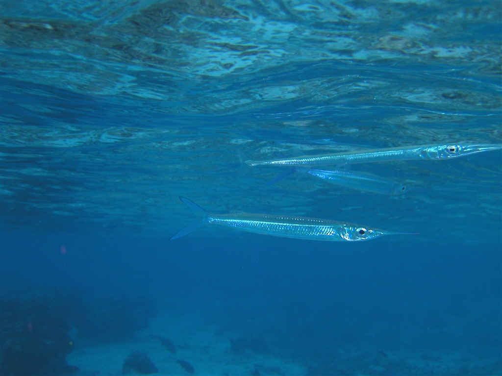 価格 Com 動きのあるものは やはり難しいですね オリンパス Camedia C 40zoom 島らっきょうさんのレビュー 評価投稿画像 写真 水中でもリアル感ある映像を写してくれる一台でした 水中作例