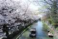 八幡堀の桜と渡船。
