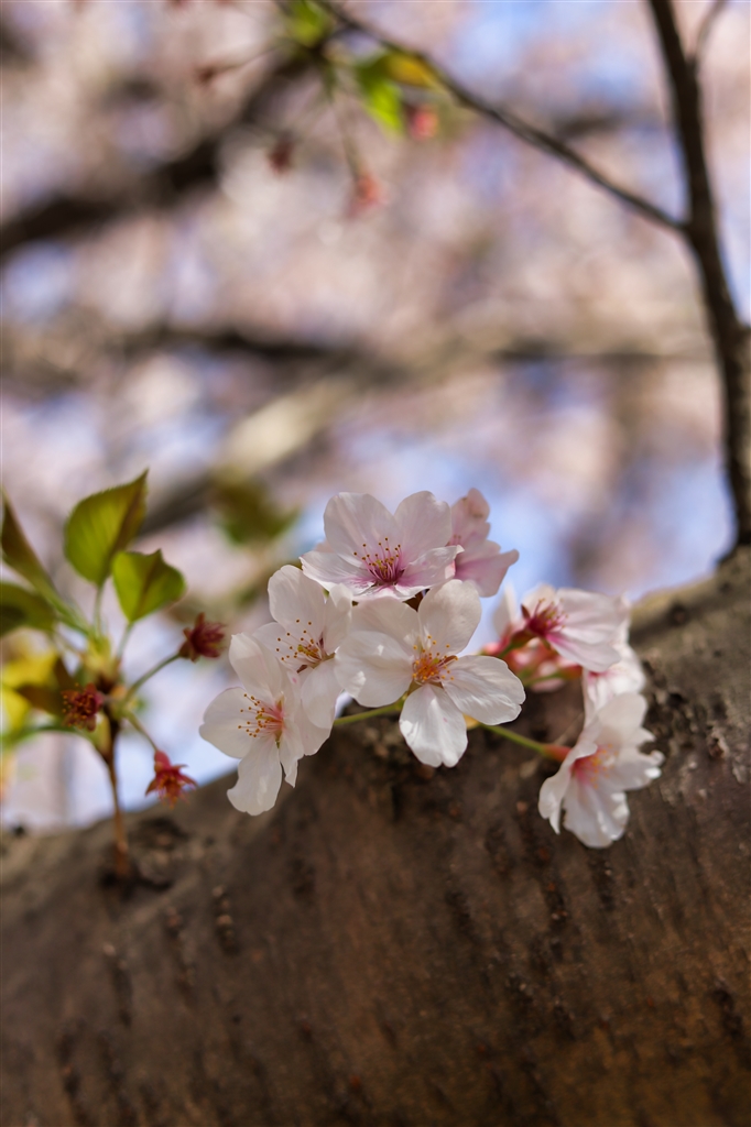 価格.com - 『桜の花びら（EOS 6D markⅡ）』TAMRON SP 70-200mm F/2.8 Di VC USD G2 (Model  A025) [キヤノン用] ゆづちん。さんのレビュー・評価投稿画像・写真「さすがタムロン製。手ブレ補正が素晴らしい！色の表現も綺麗。」[580287]