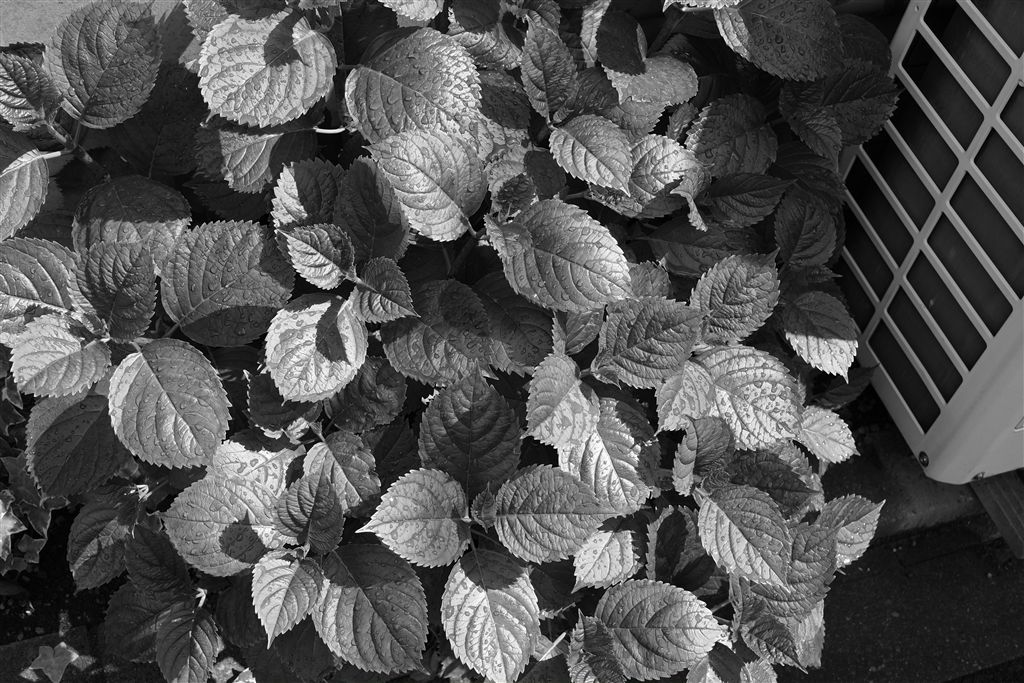 価格 Com 雨上がりの紫陽花 の葉 しずくや葉脈が浮き立つエッジーな写り 富士フイルム フジノンレンズ Xf27mmf2 8 ブラック Birdbirdbirdbirdさんのレビュー 評価投稿画像 写真 エッジの効いた描写が秀逸