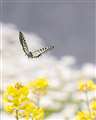 アゲハ蝶の飛翔