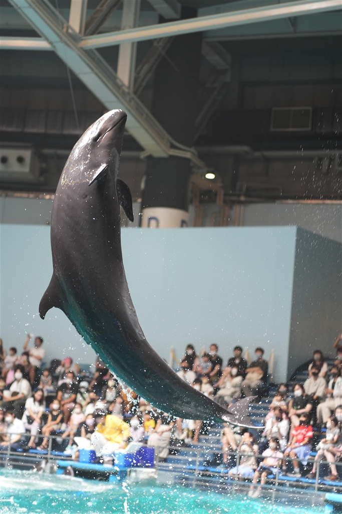  sony fe 85mm f1 8 sel85f18 
