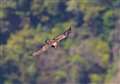 CkV@1+sony 600mm F4.0(x1.4)