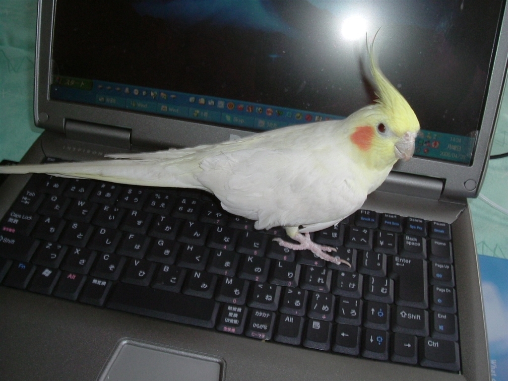 価格 Com 遊んでくれと 猫のようにパソコン前に来ることもしばしば インコ オカメインコ まぐたろうさんのレビュー 評価投稿画像 写真 うちの子はオナヌー大魔神でした