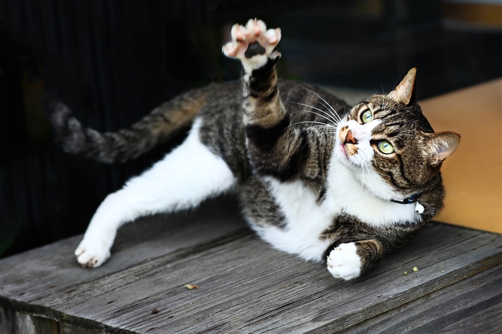 R-200】レジン道 猫 ブラックローズ 6匹セット その他