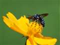 幸せの青い蜂ルリモンハナバチ