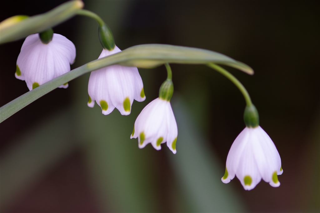  ai af micro nikkor 105mm f2 8d 